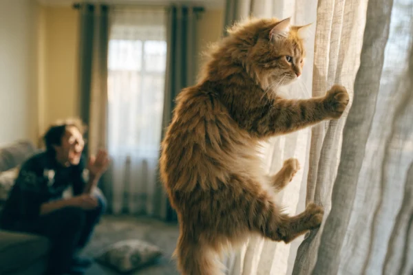 A cat climbs the curtains while its owner shouts—attention that accidentally rewards bad behavior.