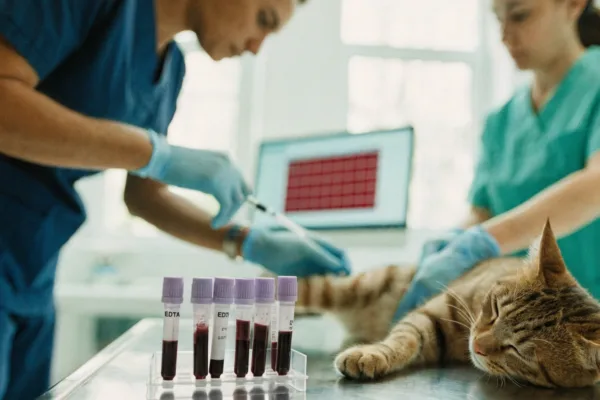 A veterinarian collects a blood sample from a cat for an annual CBC panel during a wellness exam.