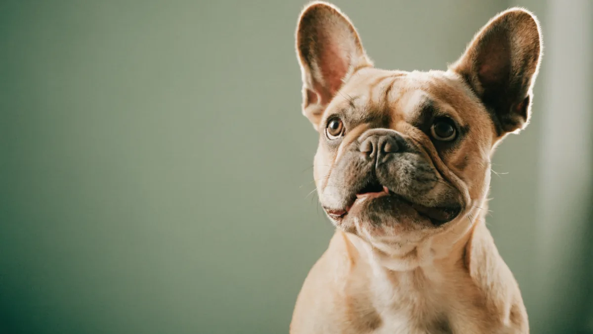 The “Burping” Pet: Why Dogs and Cats Get Acid Reflux (And How to Help)