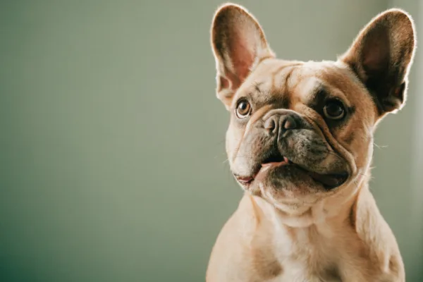 A French Bulldog mid-gulp, a telltale sign of acid reflux in dogs and cats.