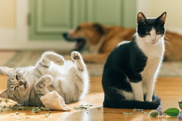 One cat rolls in catnip euphoria while another stays aloof and a dog yawns — genetics drives the difference.