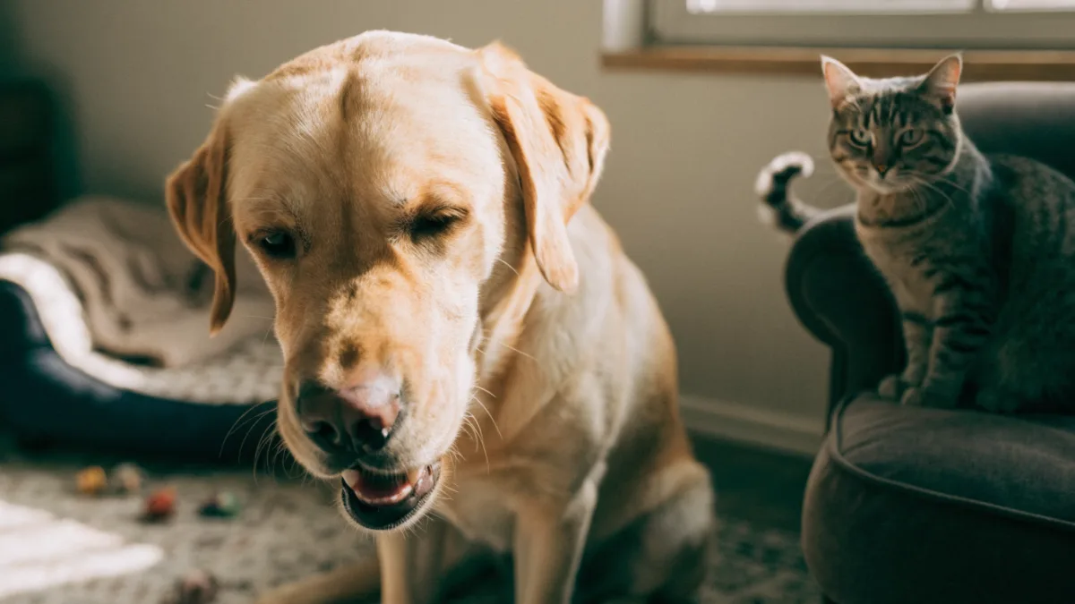 The Contagious Cough: Kennel Cough Outbreaks vs. the Common Cat Cold