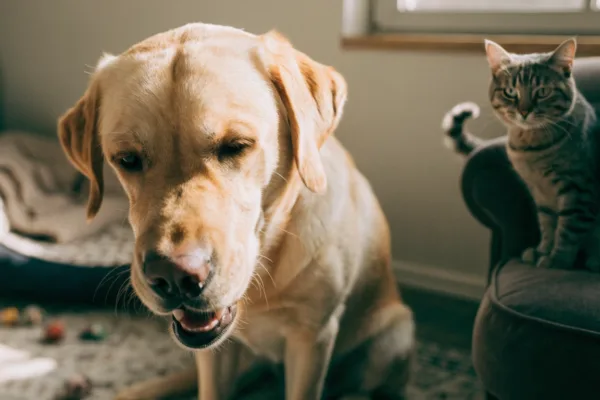 A coughing Labrador and a sniffling tabby cat illustrate how respiratory infections spread between pets at home.