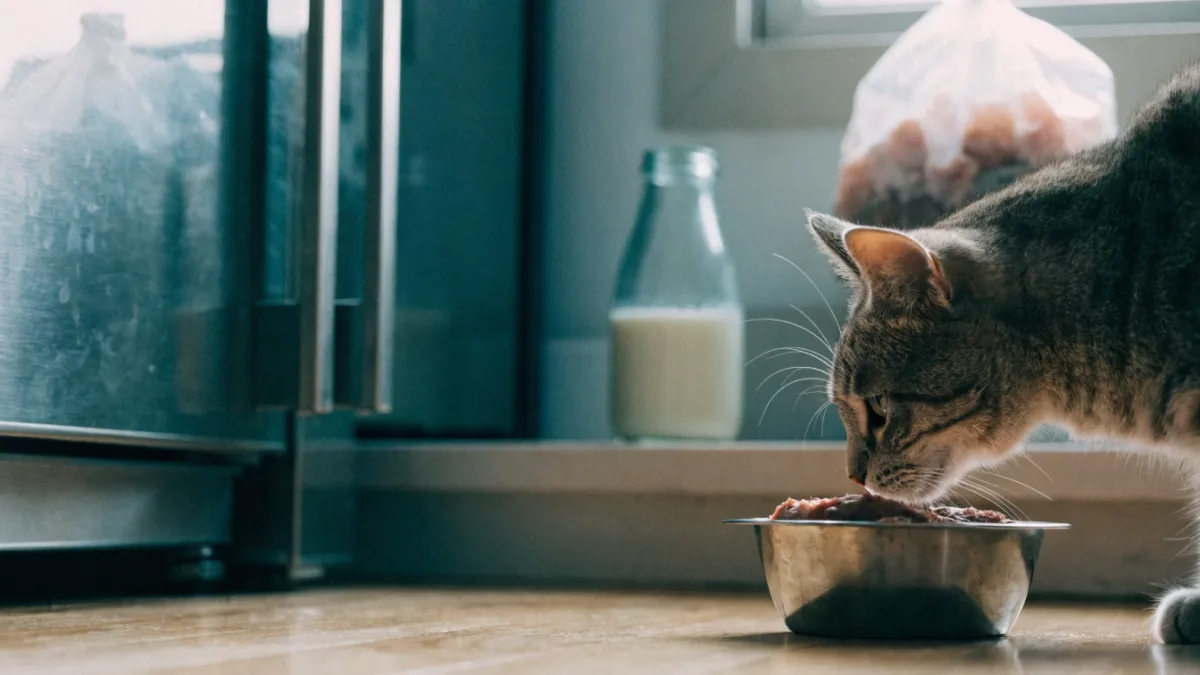 The Dairy Field Next Door: What Bird Flu Detections in Cats Mean for Your Kitchen