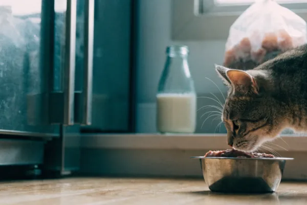 A tabby cat inspects a bowl of raw food in a home kitchen, where H5N1 risk has emerged.