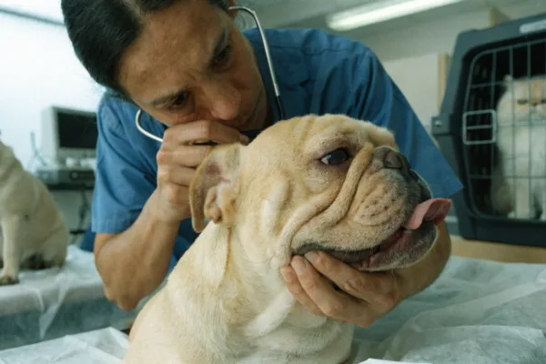 A veterinarian examines a French bulldog's airway as pugs and Persian cats face similar brachycephalic breathing problems.