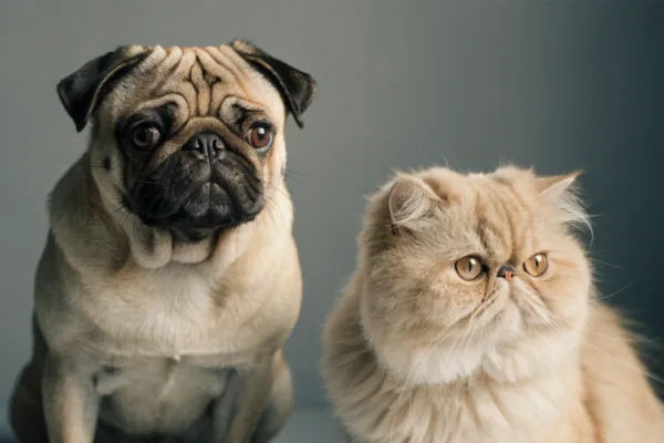 A Pug and Persian cat display the flat facial structure linked to brachycephalic breathing difficulties.