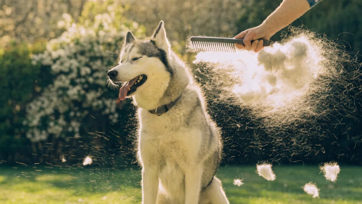 The Fur-nado: Managing Spring Shedding and Coat Blowing in Double-Coated Pets