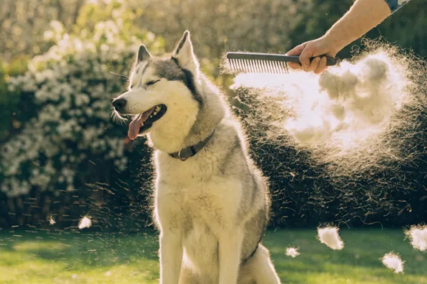 A Siberian Husky blows its winter undercoat, sending clouds of fur flying during spring shedding season.