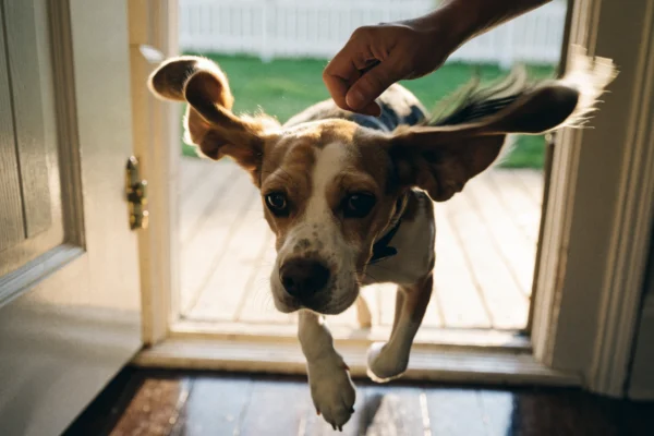 A beagle dashes through an open front door, illustrating the classic escape-artist behavior many pet owners face.