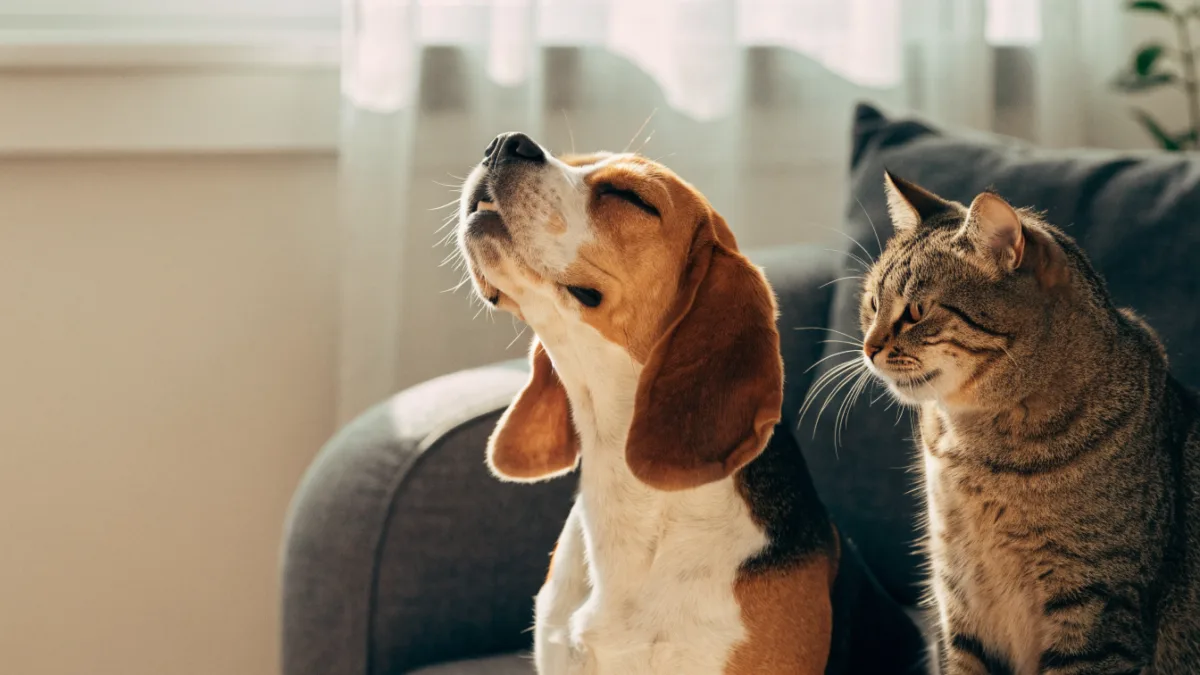 The Honking Hound and the Hacking Cat: Decoding Weird Respiratory Spasms
