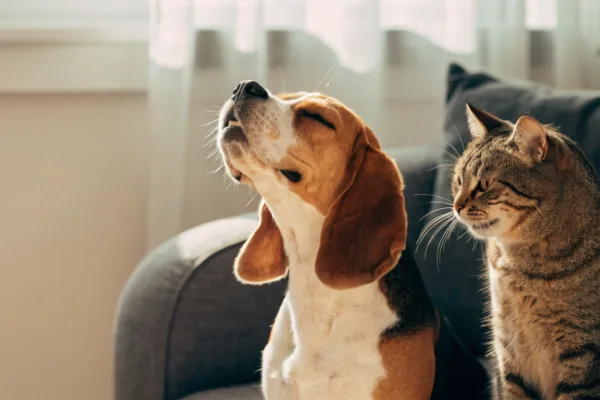 A beagle honking through a reverse sneeze while a tabby cat coughs beside him on the sofa.