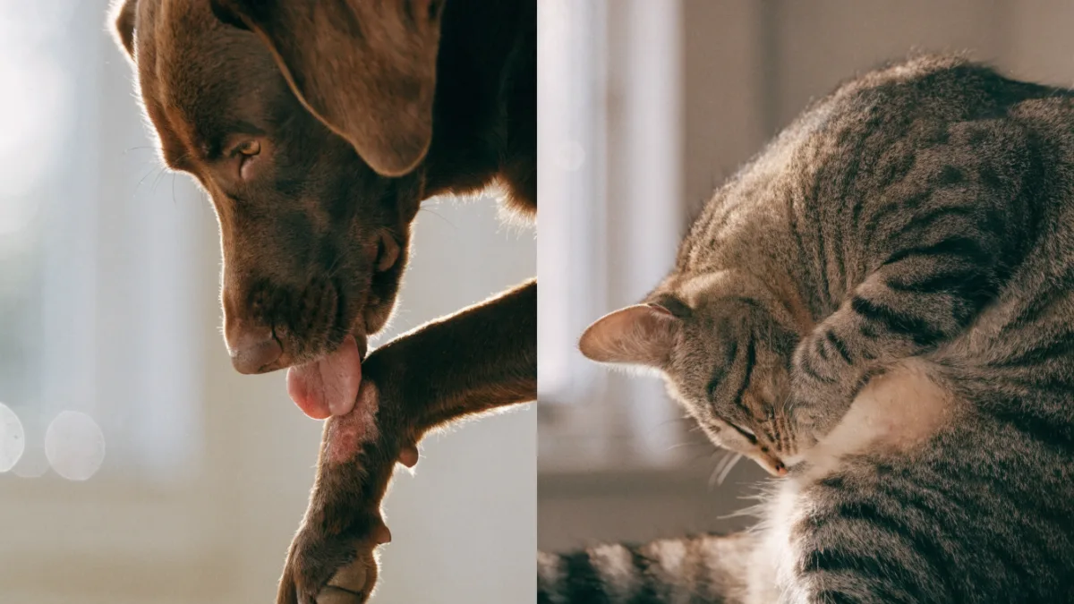 The Itch They Can’t Scratch: Acral Lick Dermatitis in Dogs vs. Feline Overgrooming