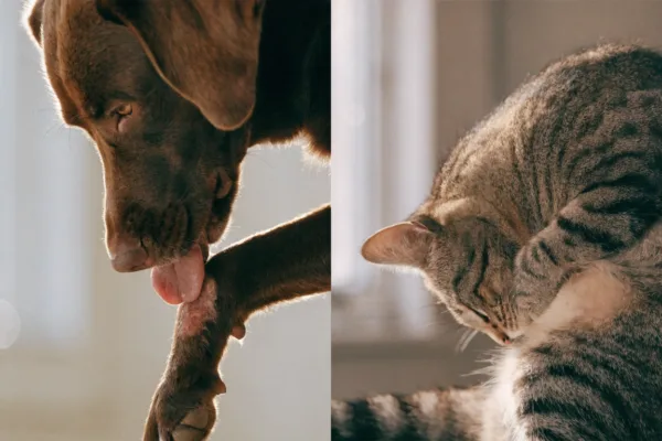 A dog licks a sore on its foreleg while a cat overgrooms its flank, illustrating compulsive skin conditions in pets.