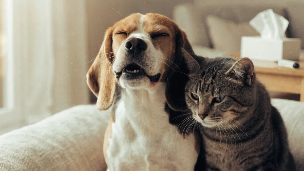 The Kennel Cough vs. Feline Herpes Connection: Managing Contagious Respiratory Infections