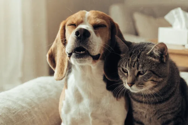 A sneezing beagle and a sniffling tabby cat sit together on a sofa, illustrating contagious respiratory infections between pets.