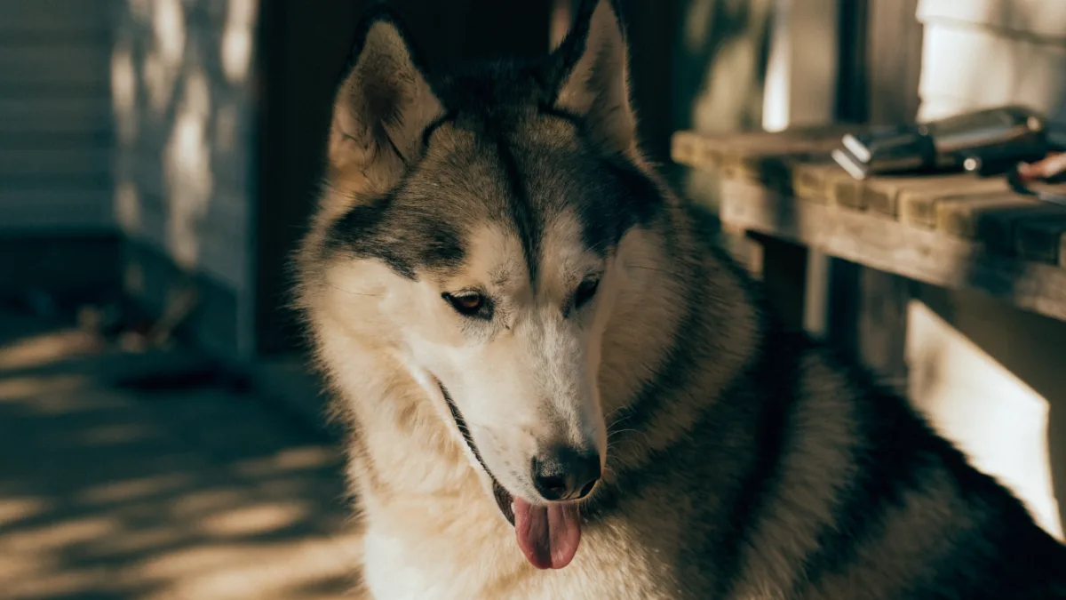 The Lion Cut Debate: Why Shaving a Double-Coated Dog is Different Than Shaving a Cat