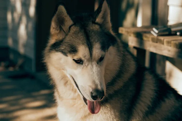 A Siberian Husky's intact double coat naturally regulates temperature; shaving it can cause permanent damage.