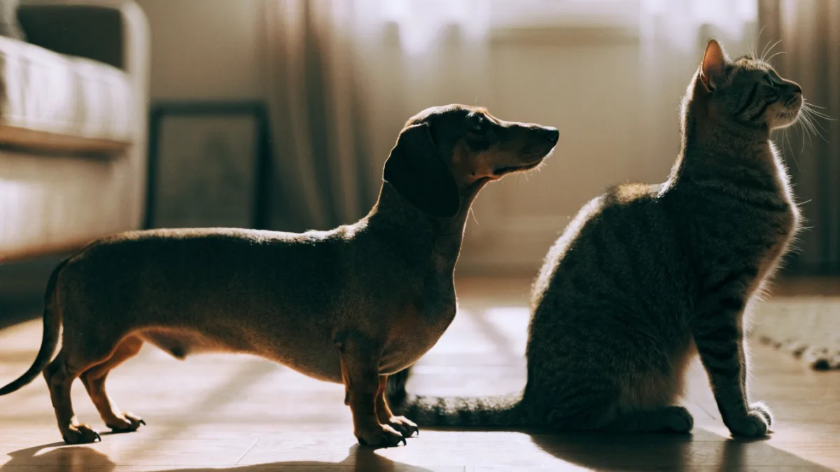 The Long Back Problem: IVDD in Dachshunds vs. the Cat’s Secret Spine Advantage