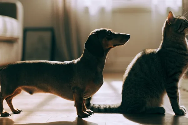 A long-backed dachshund stands beside a supple-spined cat, illustrating why IVDD strikes dogs but not cats.