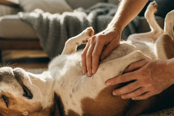 An owner gently checks a senior dog's belly during a monthly at-home lump exam.