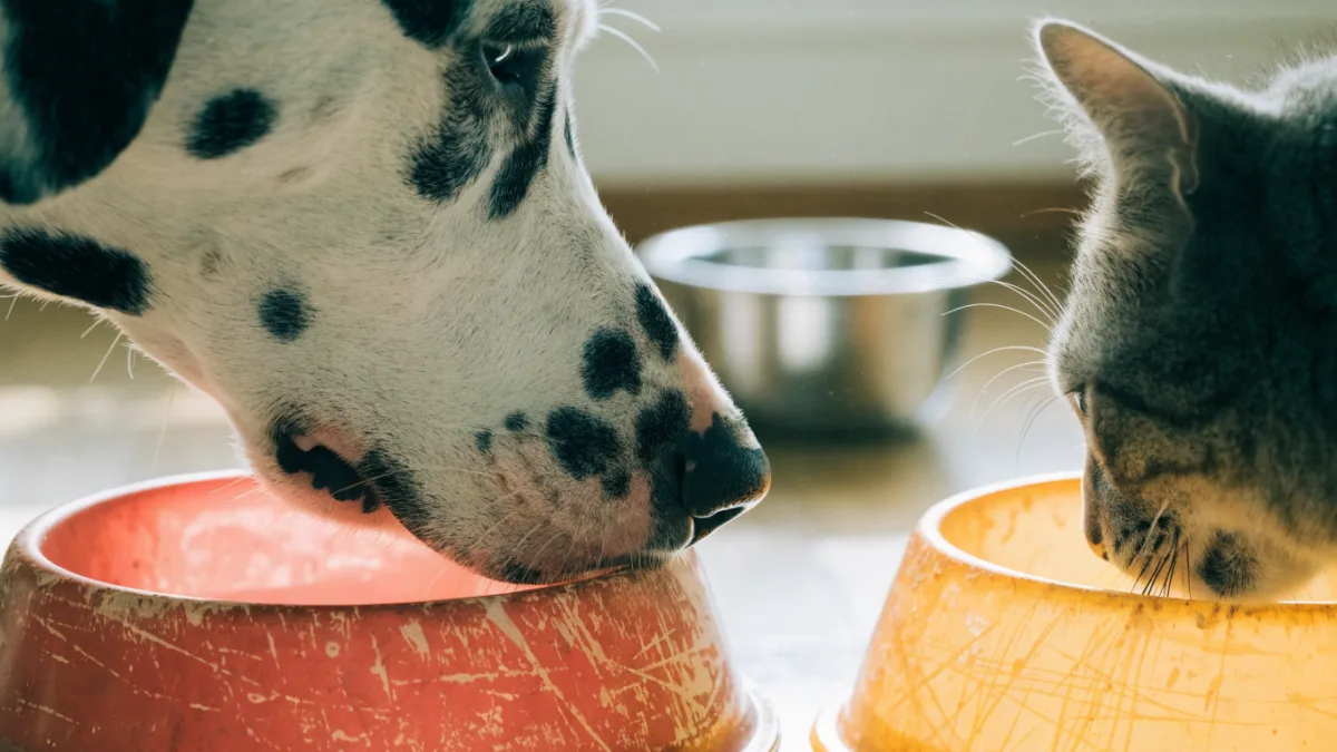 The Plastic Bowl Peril: How Material Choices Affect Canine Nose Color and Feline Acne