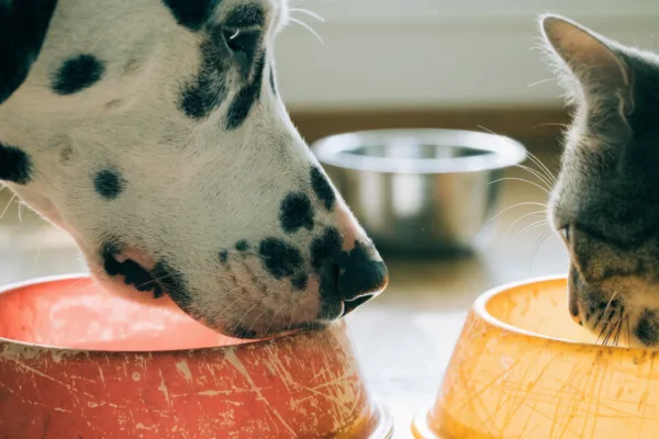 A Dalmatian and tabby cat eating from scratched plastic bowls, which can harbor bacteria affecting canine nose color and feline chin acne.