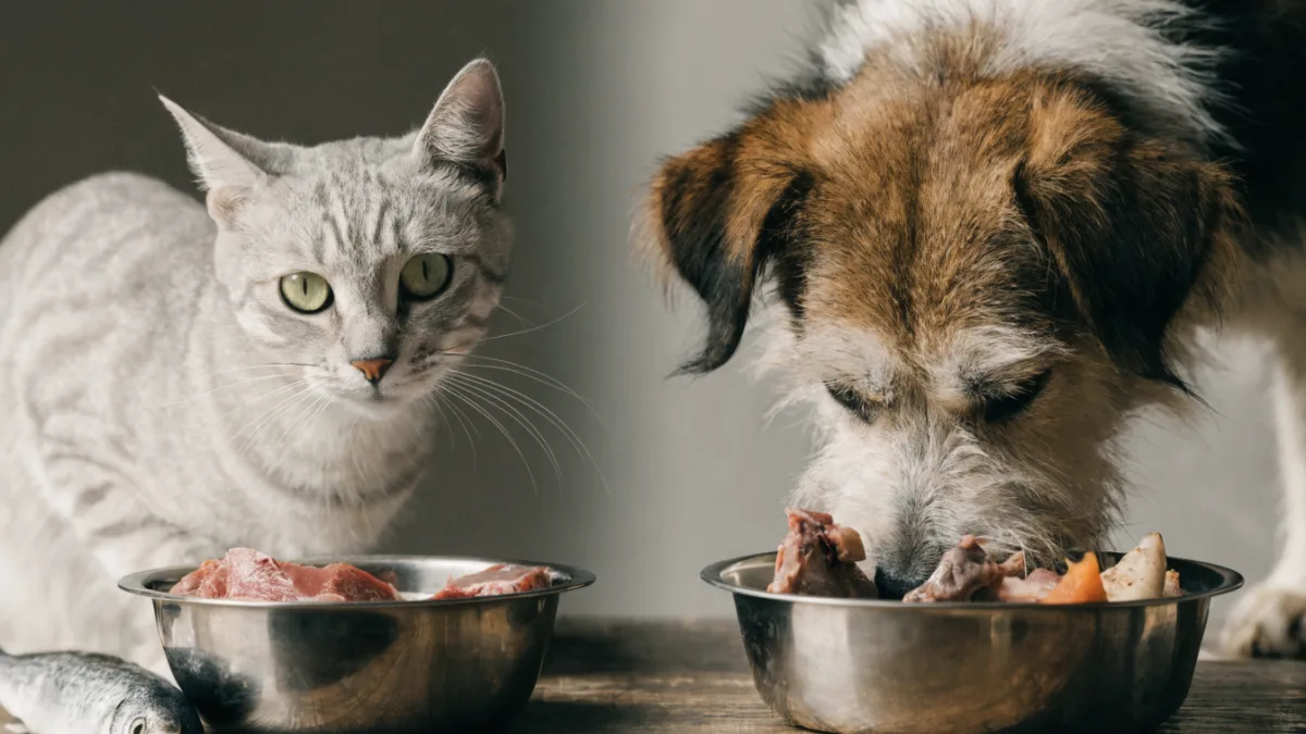 The Raw Diet Debate: Nutritional Needs of Obligate Carnivore Cats vs. Scavenging Dogs