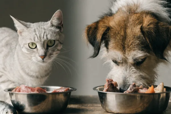 A cat and dog face off over raw meals, illustrating their distinct carnivore and scavenger dietary needs.