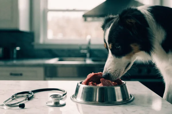 A border collie inspects a bowl of raw meat beside a stethoscope, illustrating the veterinary debate over raw pet diets.