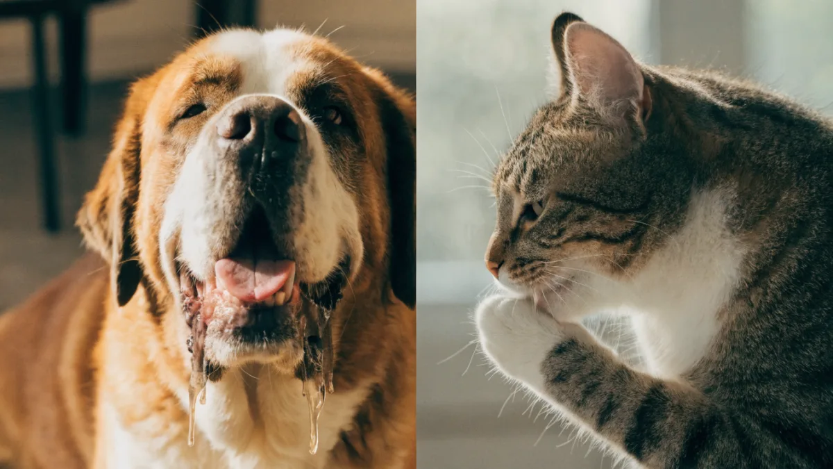 The Secret Life of Saliva: Why Drool is a Dog’s Best Tool and a Cat’s Worst Nightmare