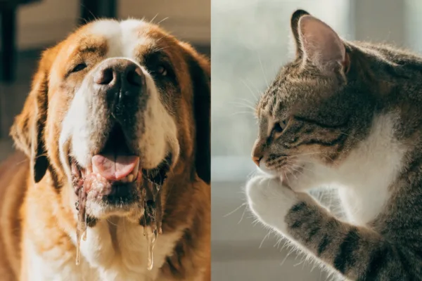 A drooling Saint Bernard contrasts with a fastidiously grooming tabby cat, illustrating saliva's different roles for dogs and cats.