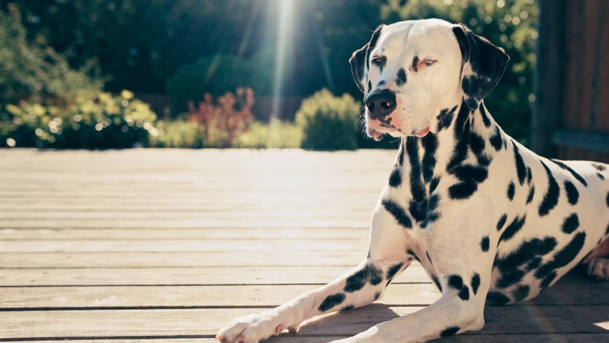 The Sunbather’s Risk: Protecting Your Pet from UV Rays, Sunburn, and Skin Cancer