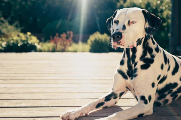 A white short-haired Dalmatian sunbathes on a patio, its pink nose and thin coat revealing vulnerability to harmful UV rays.