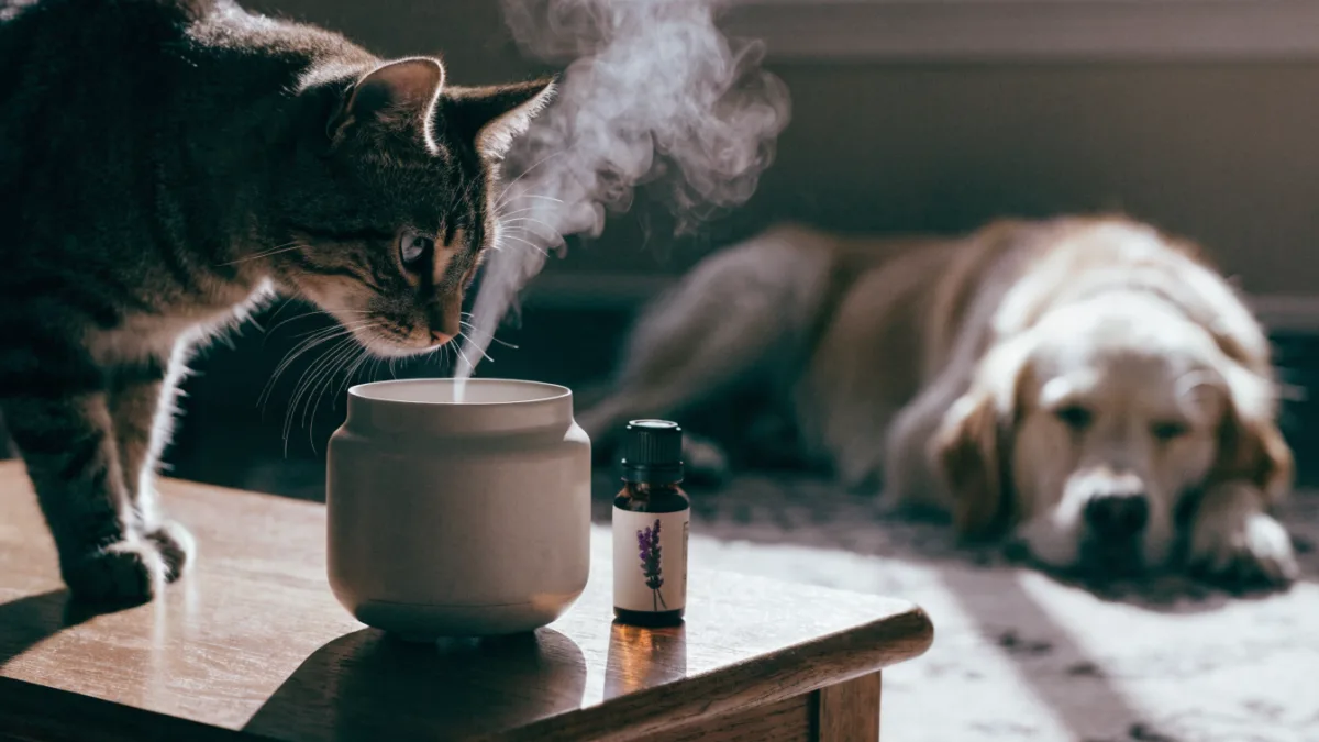 The Sweet Smell of Danger: Essential Oil Toxicity in Cats vs. Dogs