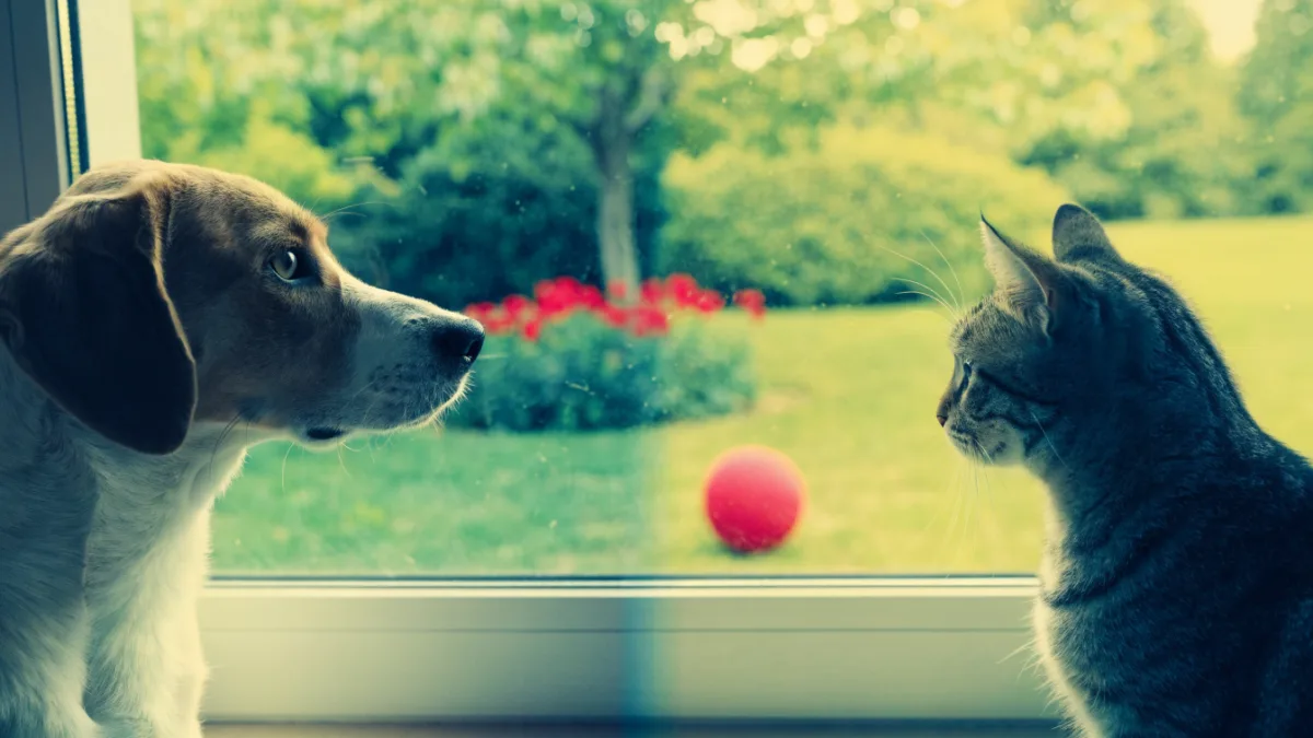 Through Their Eyes: What the World Actually Looks Like to Dogs and Cats