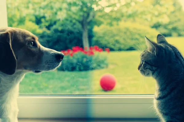 A dog and cat at a window as the view shifts from full human color vision to muted dichromatic animal sight.