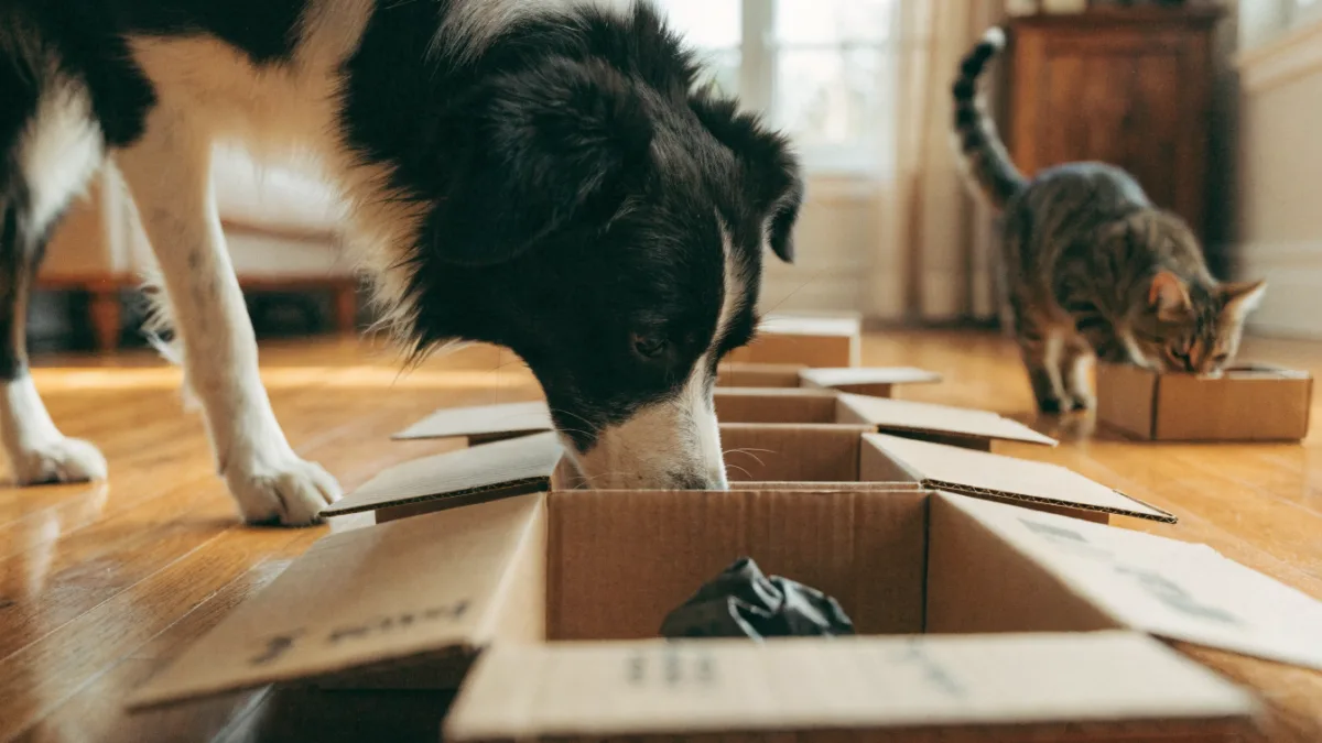 Unlocking the Nose: How to Train Scent Work and Nosework for Dogs and Cats