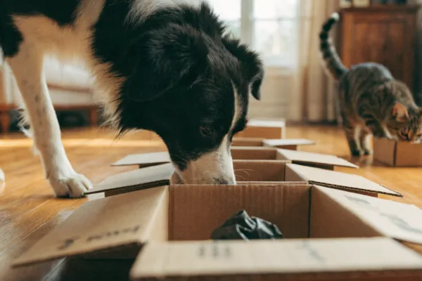 A border collie and tabby cat sniff cardboard boxes during an indoor scent work training session.