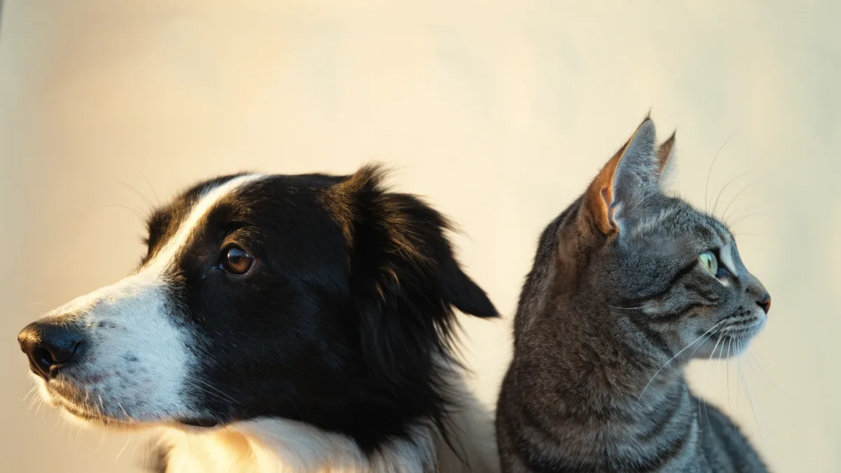 What My Dog and Cat Taught Me About Evolution