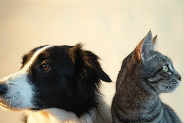 Border collie and tabby cat side by side in split warm and cool lighting, symbolizing their evolutionary sensory differences.