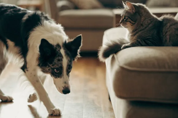 A Border Collie freezes in an intense stalking stare at a cat perched on a sofa, illustrating classic prey drive.