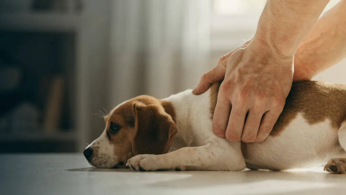 Hands performing chest compressions on a small puppy during pet CPR, demonstrating lifesaving first aid technique.