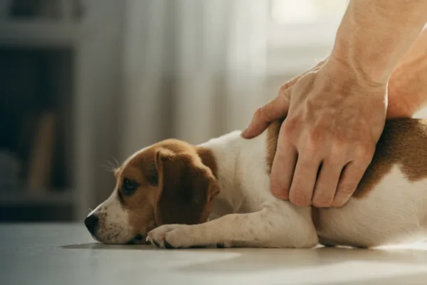 Hands performing chest compressions on a small puppy during pet CPR, demonstrating lifesaving first aid technique.