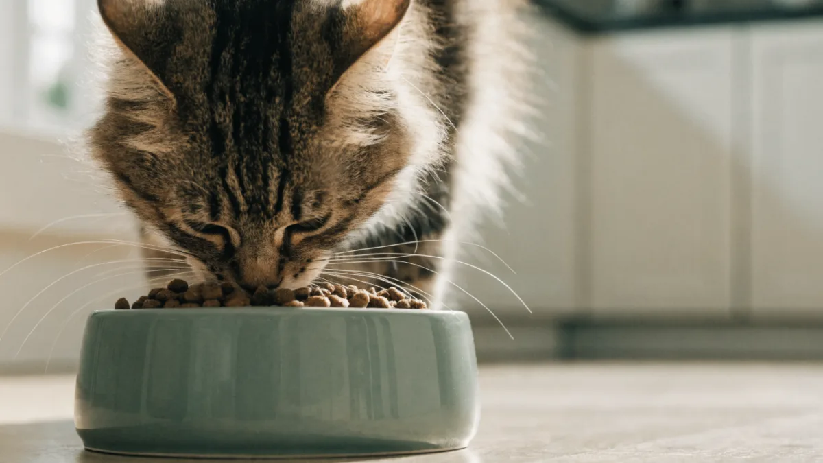 Whisker Fatigue vs. Scent Saturation: The Hidden Stressors of Food Bowls