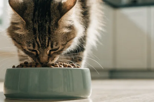 A tabby cat's whiskers bend against a deep food bowl, demonstrating whisker fatigue during mealtime.