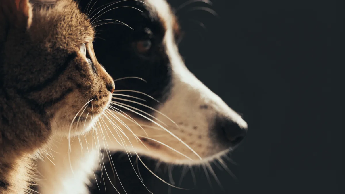 Whisker Wisdom: Why Cats Get Whisker Fatigue and Dogs Use Them as Radar
