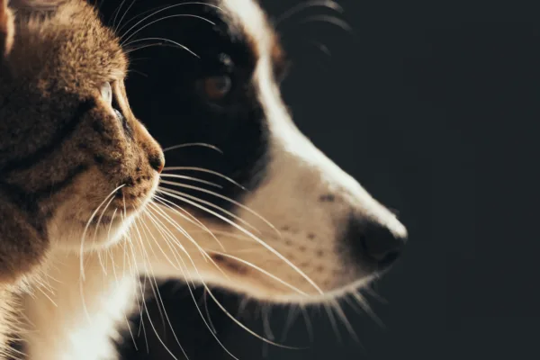 A cat and dog in profile, their glowing whiskers revealed as a sophisticated sensory system.