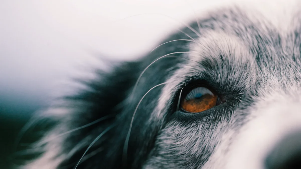 Beyond the 7-Year Myth: How to Accurately Calculate Your Pet’s “Human” Age
