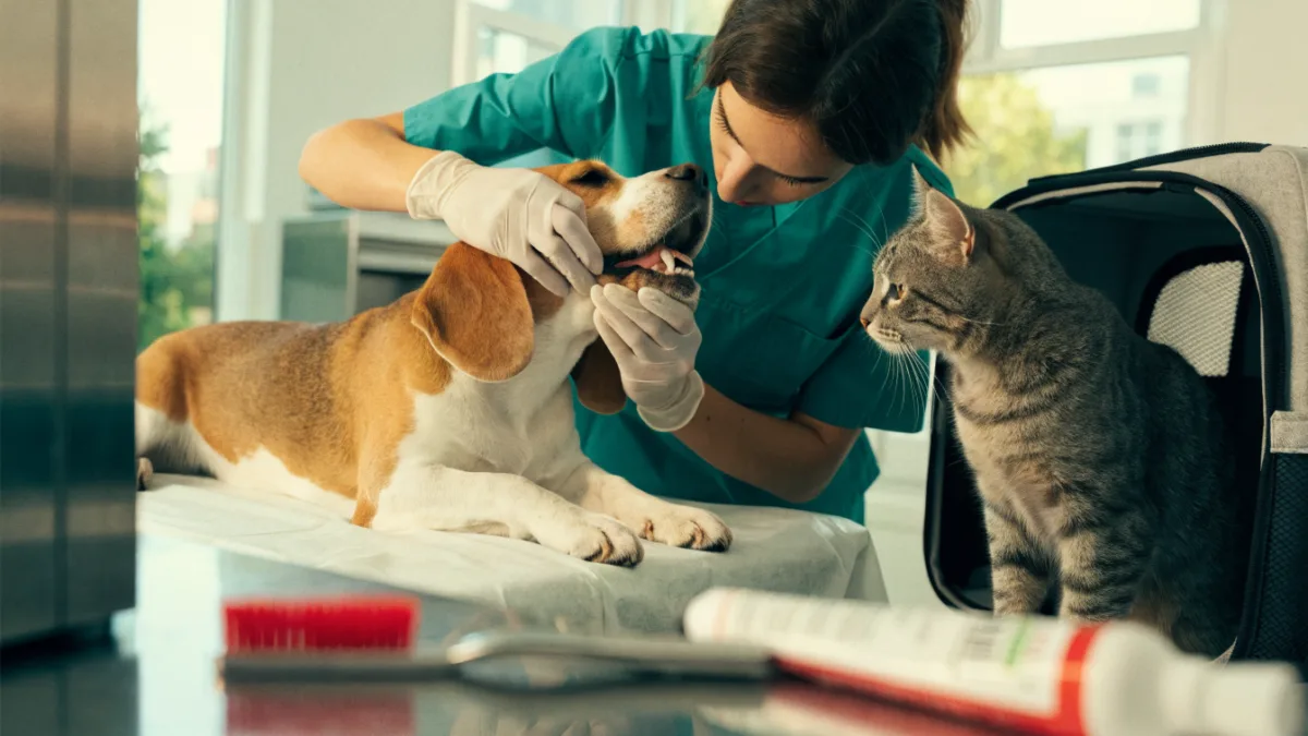 Beyond the Cleaning: How Dental Care for Dogs and Cats Saves You Money and Heartache